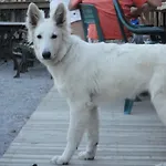 Tatil parkı Parc Residentiel De Loisir : Le Loup Blanc Du Riou