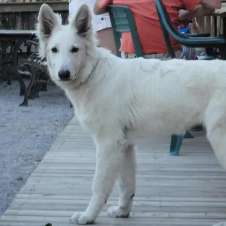 Holiday park Parc Residentiel De Loisir : Le Loup Blanc Du Riou